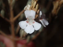 Pityrodia lepidota