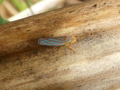 Ferrariana trivittata