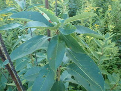 Contarinia cerasiserotinae