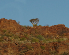Aloidendron dichotomum