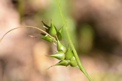 Carex intumescens