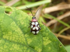 Omophoita