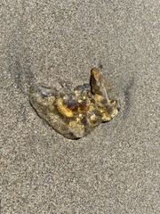 Chrysaora fuscescens