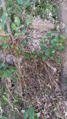 Masticophis bilineatus