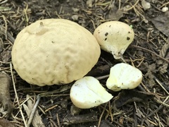 Calvatia rugosa