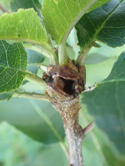 Contarinia cerasiserotinae