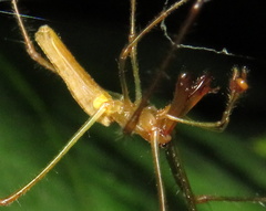 Tetragnatha