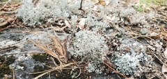 Cladonia rangiferina