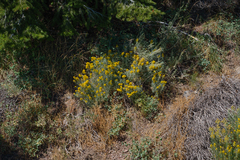 Chrysothamnus viscidiflorus