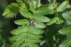 Habronattus