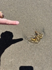 Chrysaora fuscescens