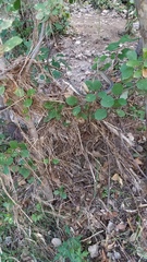 Masticophis bilineatus