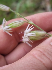 Silene scouleri