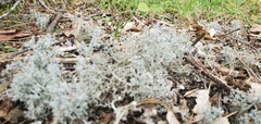Cladonia rangiferina