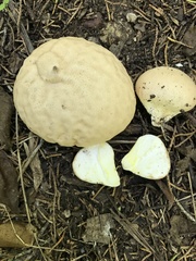 Calvatia rugosa