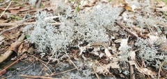 Cladonia rangiferina