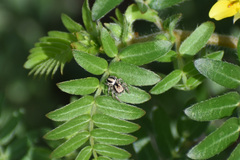 Habronattus