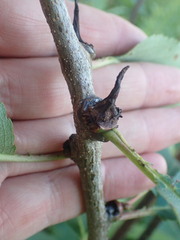 Contarinia cerasiserotinae