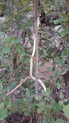 Masticophis bilineatus