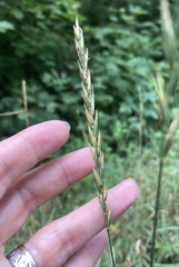 Elymus repens