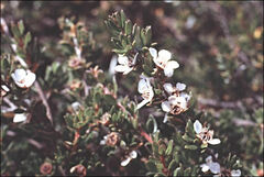 Leptospermum rupestre