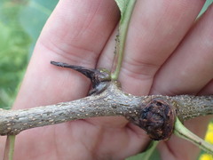 Contarinia cerasiserotinae