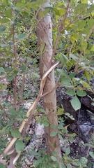 Masticophis bilineatus