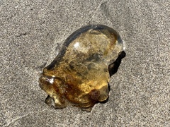 Chrysaora fuscescens