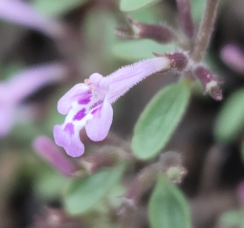 spreading false pennyroyal (Hedeoma diffusa)