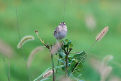 Ammodramus savannarum