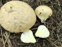 Calvatia rugosa