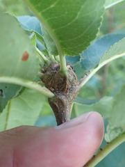 Contarinia cerasiserotinae