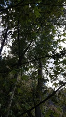 Masticophis bilineatus