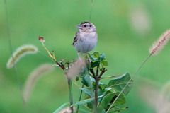 Ammodramus savannarum