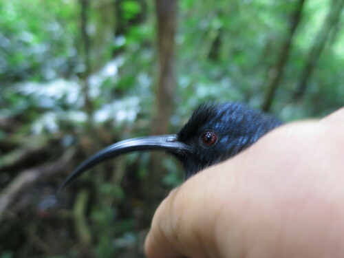 Giant Sunbird (Dreptes thomensis), photo 4