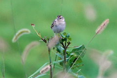 Ammodramus savannarum