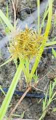 Cyperus esculentus