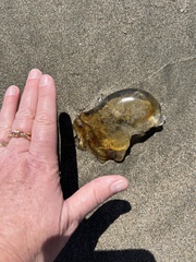 Chrysaora fuscescens