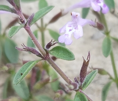 Hedeoma diffusa