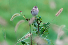 Ammodramus savannarum