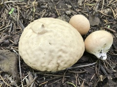 Calvatia rugosa