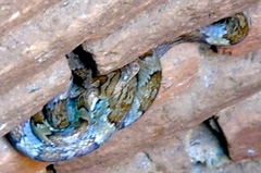 Trimorphodon paucimaculatus