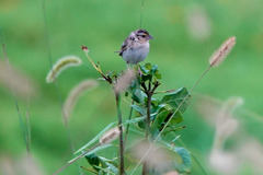Ammodramus savannarum
