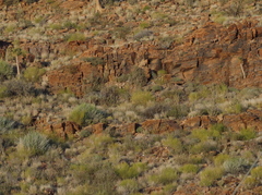 Aloidendron dichotomum