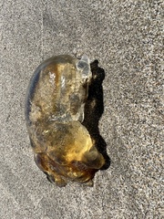 Chrysaora fuscescens