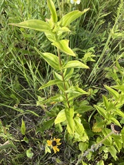 Gentianaceae