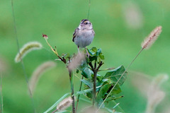 Ammodramus savannarum