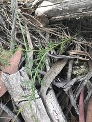 Brachyscome rigidula