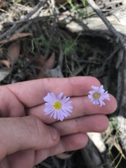 Brachyscome rigidula