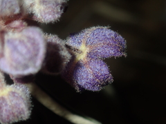 Seringia cacaobrunnea